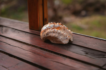 Big shells on the wood floor