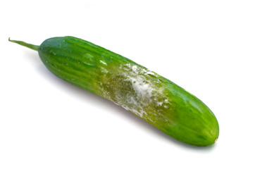 A cucumber with mold