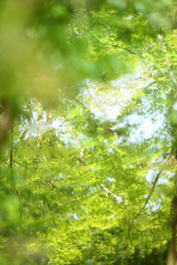 水面に映る新緑