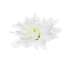 Fototapeta na wymiar Beautiful tender chrysanthemum flower isolated on white