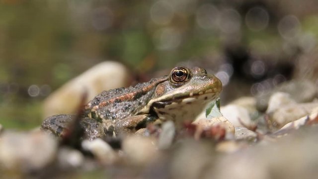 European common frog (Rana temporaria) breathing with blurred background and foreground looking curiously