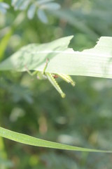 Green grasshopper on the leaves in the morning