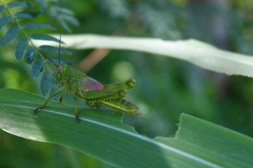 Green grasshopper on the leaves in the morning