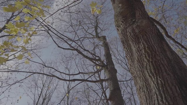 Autumn sky, a beautiful blue sky. Huge Canadian maple with falling yellow faces.