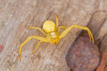 Close up of yellow flower crab spider Misumena vatia. Misumena vatia is a species of crab spider with holarctic distribution.