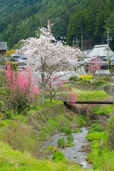 京都の田舎 春の風景