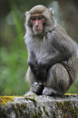 Close up of Taiwanese macaque