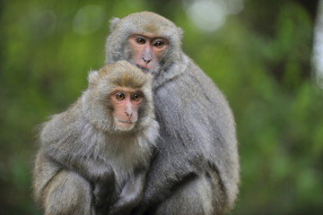 Naklejka na ściany i meble Close up of Taiwanese macaque