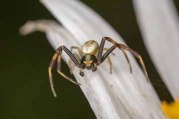 Close up of yellow flower crab spider Misumena vatia. Misumena vatia is a species of crab spider with holarctic distribution.