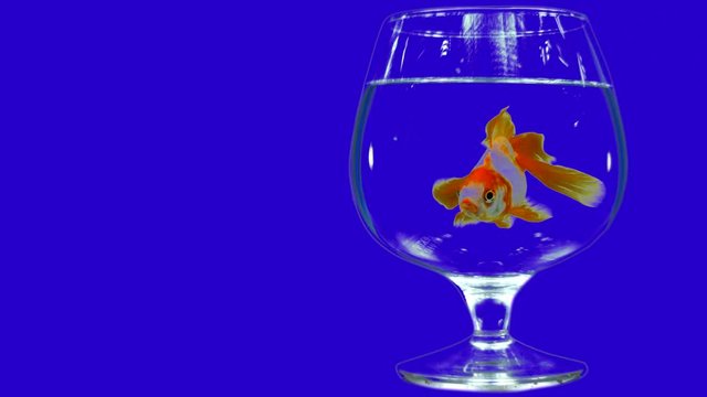  Goldfish swims in a glass on a blue background.