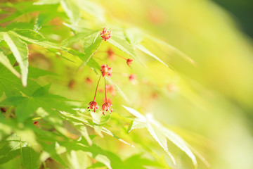 新緑のもみじの花