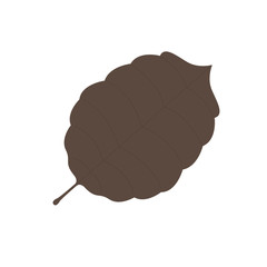 Isolated dry leaf