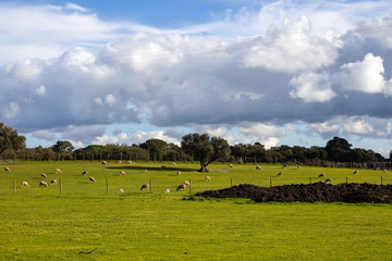 sheep in green grass