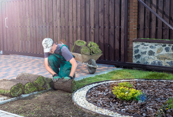 Man laying grass turf rolls for new garden lawn