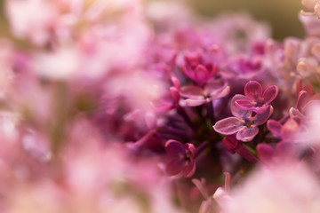 macro shot of beautiful lilac flowers, suitable for floral background