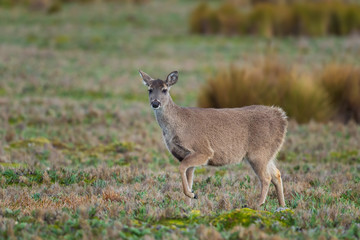 Naklejka na ściany i meble White-tailed Deer - Odocoileus virginianus, common wild ungulate from Andean mountains, Antisana, Ecuador.