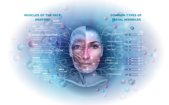 Facial muscles and wrinkle areas