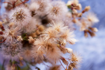 fluffy thistle and dandelion flowers close up