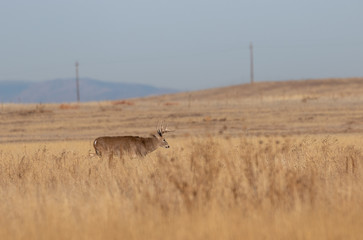 Whitetail Deer Buck in Colorado in Autumn