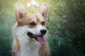 Welsh corgi pembroke.  Cute dog toned sunny portrait.