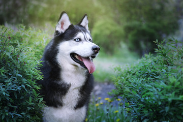 Blue eyed siberian husky portrait. 