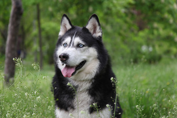 Siberian husky portrait. Cute smiling happy blue eyed dog in a park. 