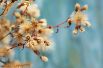 tender fluffy thistle flower, suitable for floral background