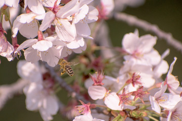 蜂と桜