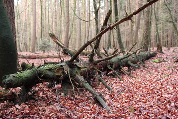 Imposanter toter Baum