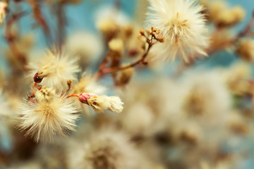 macro shot of soft fluffy thistle flower, suitable for floral background