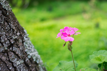 Beautiful flower with pink petals, isolated on the green nature background.