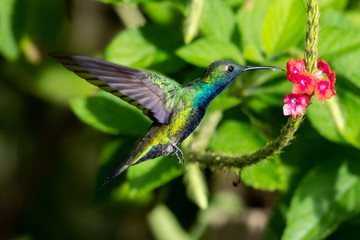 Obraz premium A Black-throated Mango feeding on a pink Vervain flower in a tropical garden with natural light.