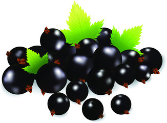 Berries realistic 3d vector icon isolated on white background. For juice, pudding, smoothie, sauces ads.Vector  illustration.