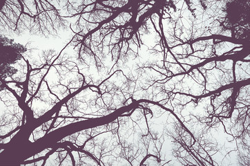 Looking up at tree branches silhouettes, abstract color toned natural background.
