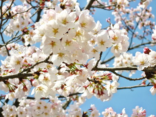 Obraz premium Soft focus of Cherry Blossom or Sakura flower, full bloom with clear blue sky background in spring time in Japan. Nature concept.