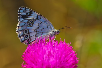 Closeup beautiful butterfly in a summer garden