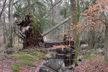 Windbruch nach einem Sturm im Wald
