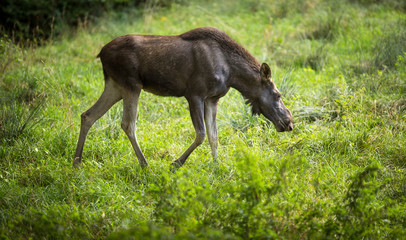 Naklejka na ściany i meble European Moose, Alces alces, also known as the elk