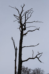 Trockener Baum in einem Naturschutzgebiet
