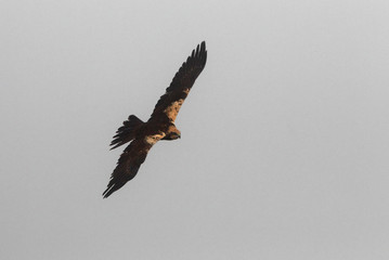 Female of Western marsh harrier with the last lights of the afternoon, hawk, harrier, falcon, birds, Circus aeroginosus