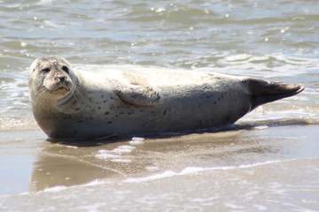 Earless seal © Marije Kouyzer