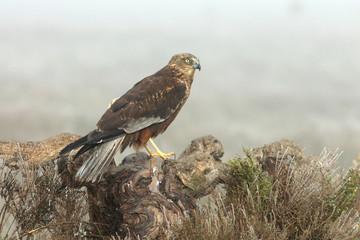 Adult male of Western marsh harrier, falcons, hawk, birds, Circus aeroginosus