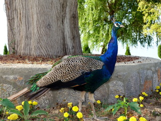Peacock in the park of the monastery of St. Naum on Lake Ohrid in Northern Macedonia