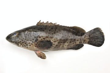 Grouper on the white background - 320827748