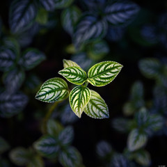 green leaves that might known as decorative plants