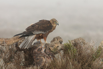 Adult male of Western marsh harrier with the first lights of the day, harrier, hawk, falcons, raptors, birds, Circus aeroginosus