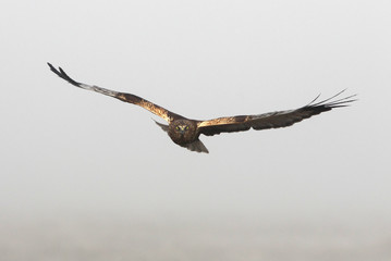 Adult male of Western marsh harrier with the first lights of the day, harrier, hawk, falcons, raptors, birds, Circus aeroginosus
