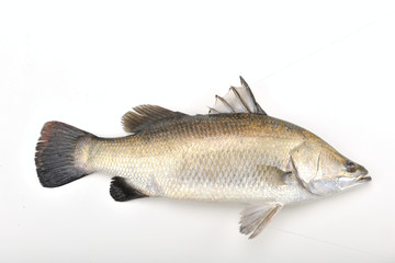 Silver perch on the white background