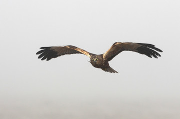 Adult male of Western marsh harrier flying in the fog, birds, hawk, falcons, Circus aeroginosus