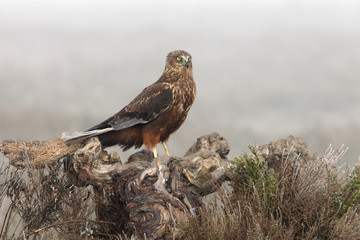 Adult male of Western marsh harrier with the first lights of the day, harrier, hawk, falcons, raptors, birds, Circus aeroginosus